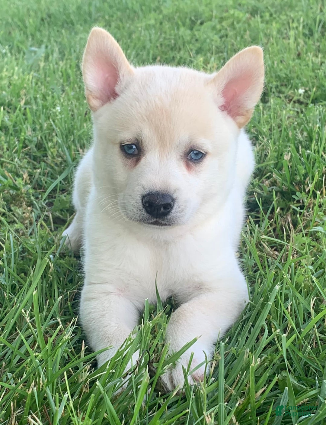 Alaskan Klee Kai dogs for sale: Handsome Boy Liam - Ad 2