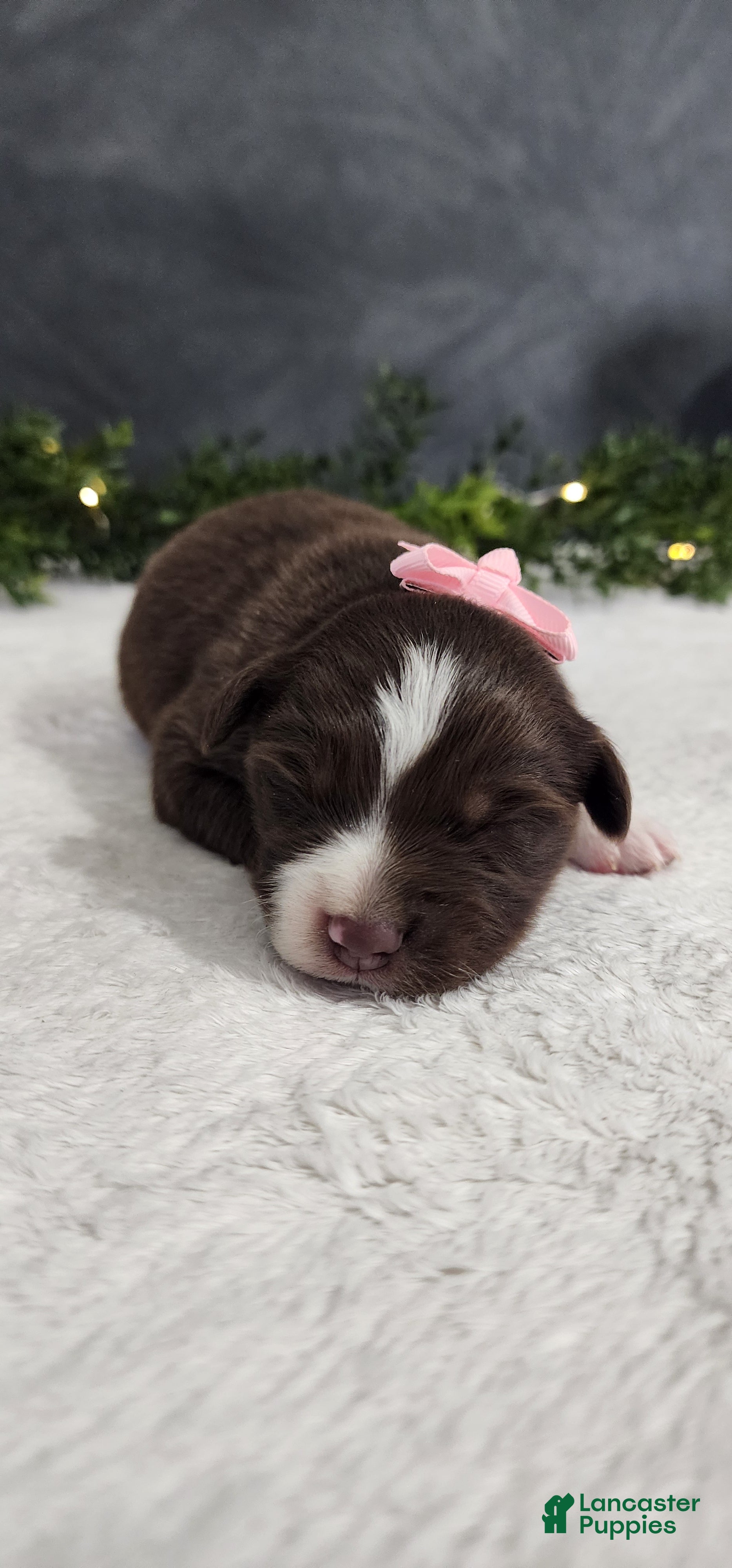 Miniature Australian Shepherd dogs Daisy  - Ad 2