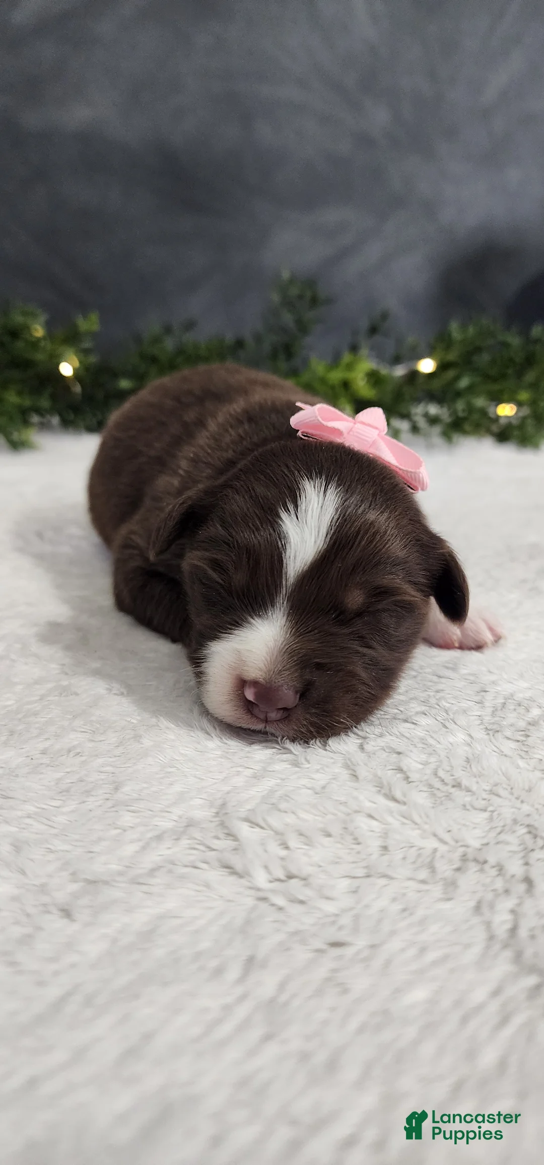 Miniature Australian Shepherd dogs for sale: Daisy  - Ad 2