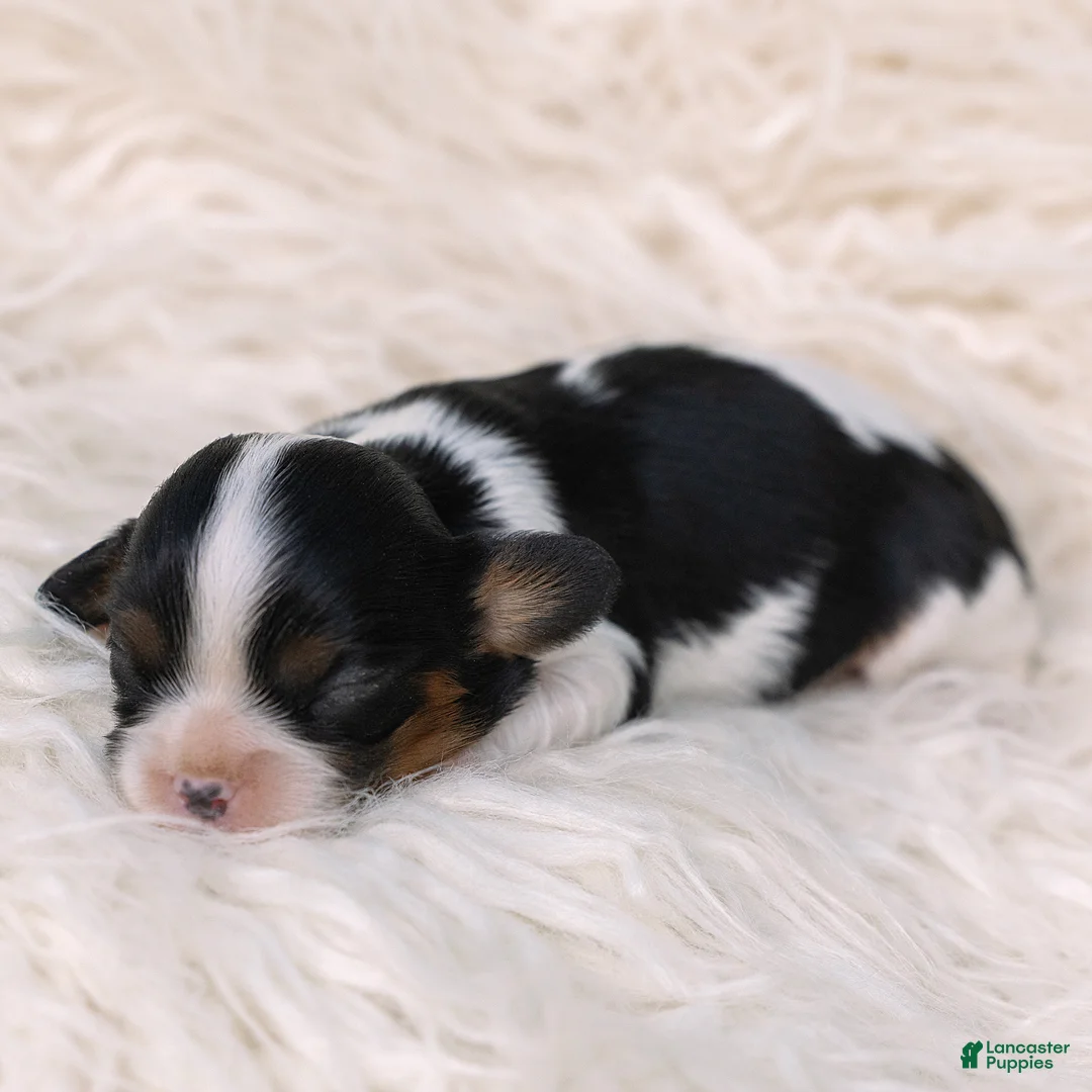 Cavalier King Charles Spaniel dogs for sale: Katrina Cavalier King Charles Spaniel  - Ad 2