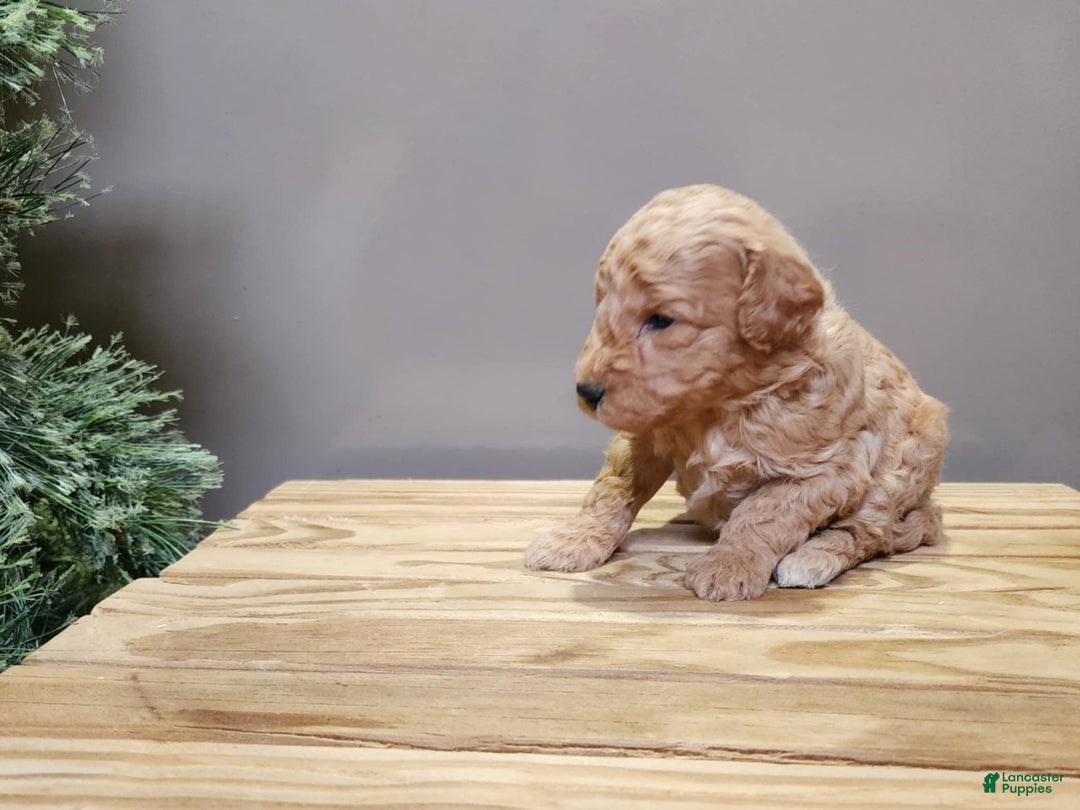 Mini Goldendoodle dogs for sale: Indy - Ad 14
