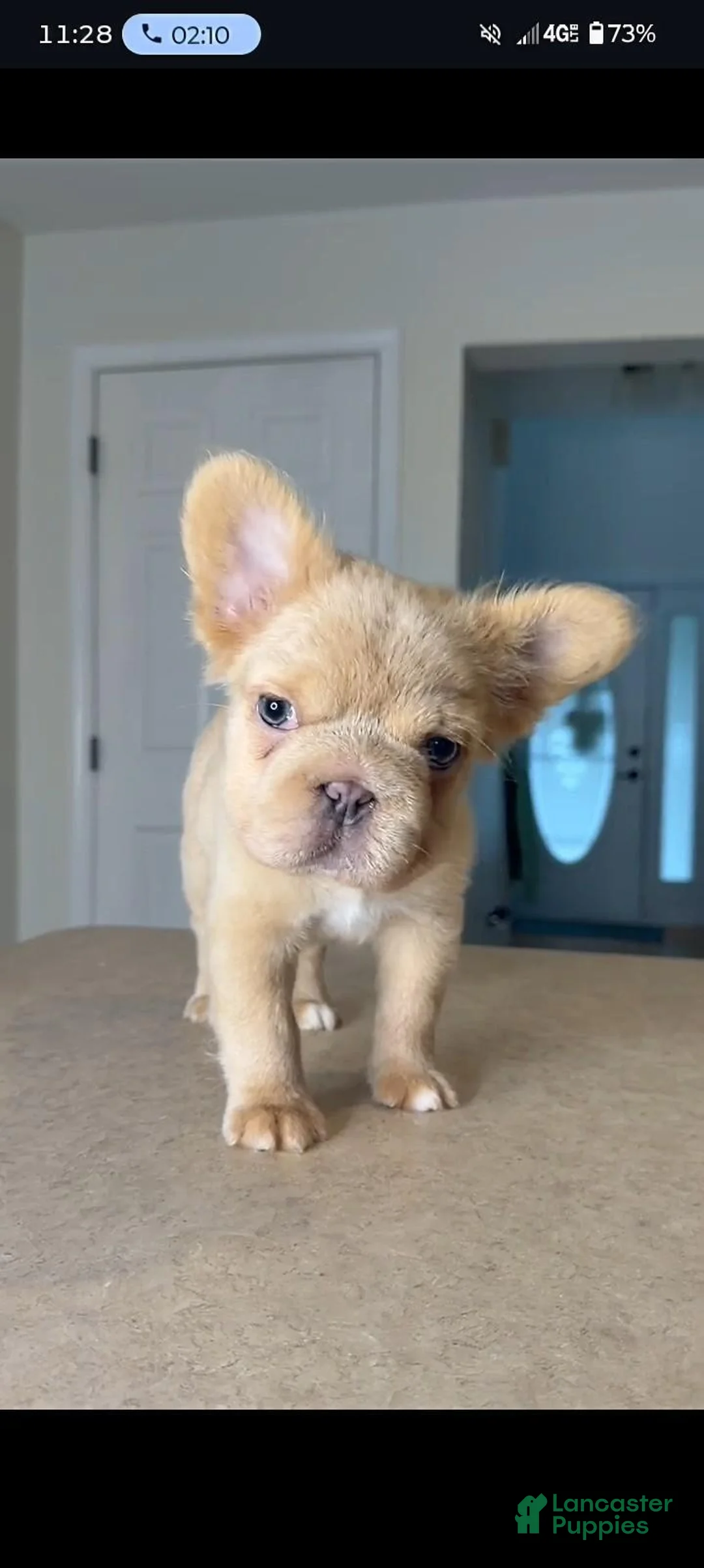 French Bulldog dogs for sale: Teddy - Ad 1