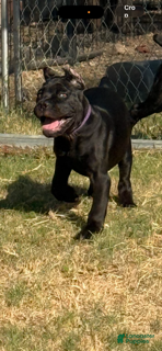 Cane Corso dogs Girl 1 - Ad 2