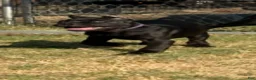 Cane Corso dogs for sale: Girl 1 - Ad 2