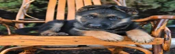 German Shepherd dogs for sale: Dozer - Ad 3