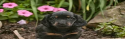 Miniature Dachshund dogs for sale: Adalyn Miniature Dachshund  - Ad 4