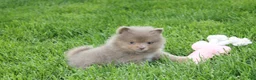 Pomeranian dogs for sale: Princess  - Ad 5