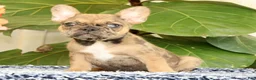 French Bulldog dogs for sale: Barbi - Ad 6