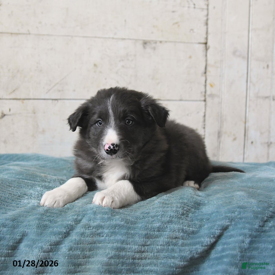 Border Collie dogs Flint - Ad 2