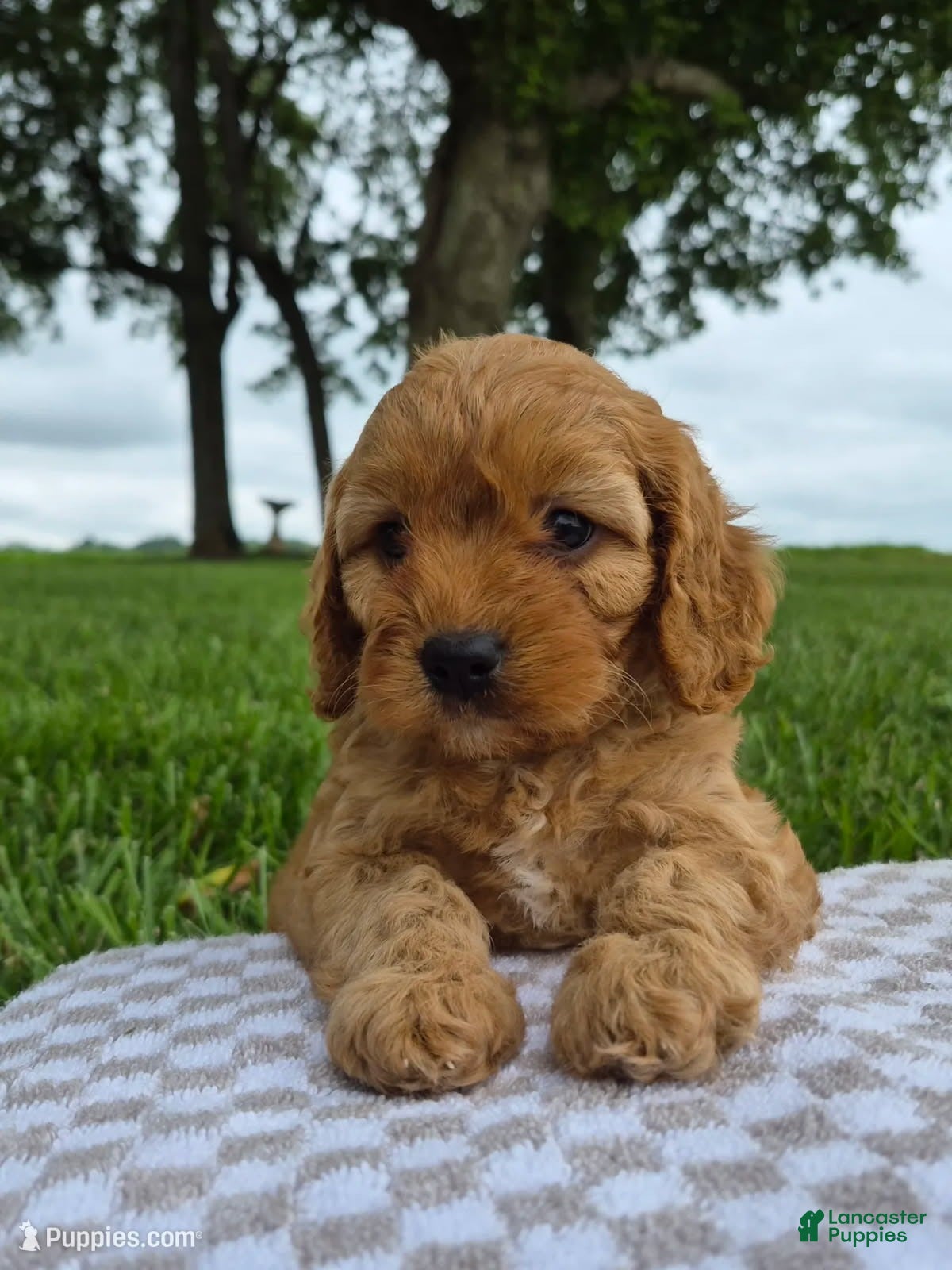 Cavapoo dogs Abby - Ad 1