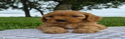 Cavapoo dogs for sale: Abby - Ad 1