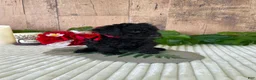 Mini Goldendoodle dogs for sale: Miss Warbler - Ad 6