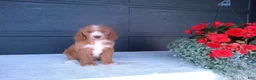 Goldendoodle dogs for sale: Kira - Ad 6