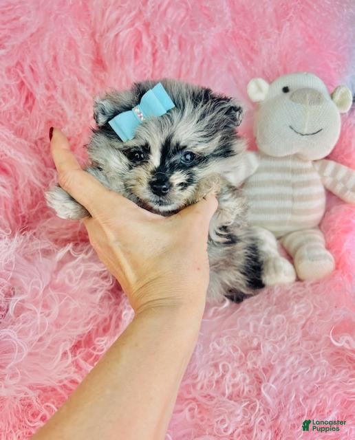 Pomeranian dogs Pomeranian Puppy 1 - Ad 1