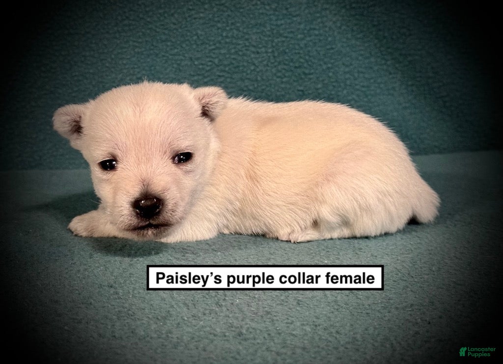 West Highland Terrier dogs AKC Paisley's Purple Collar Female - Ad 2