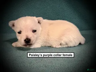 West Highland Terrier dogs AKC Paisley's Purple Collar Female - Ad 2