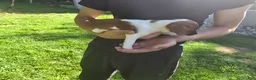 Jack Russell Terrier dogs for sale: Jack Russell Terrier 2 - Ad 5