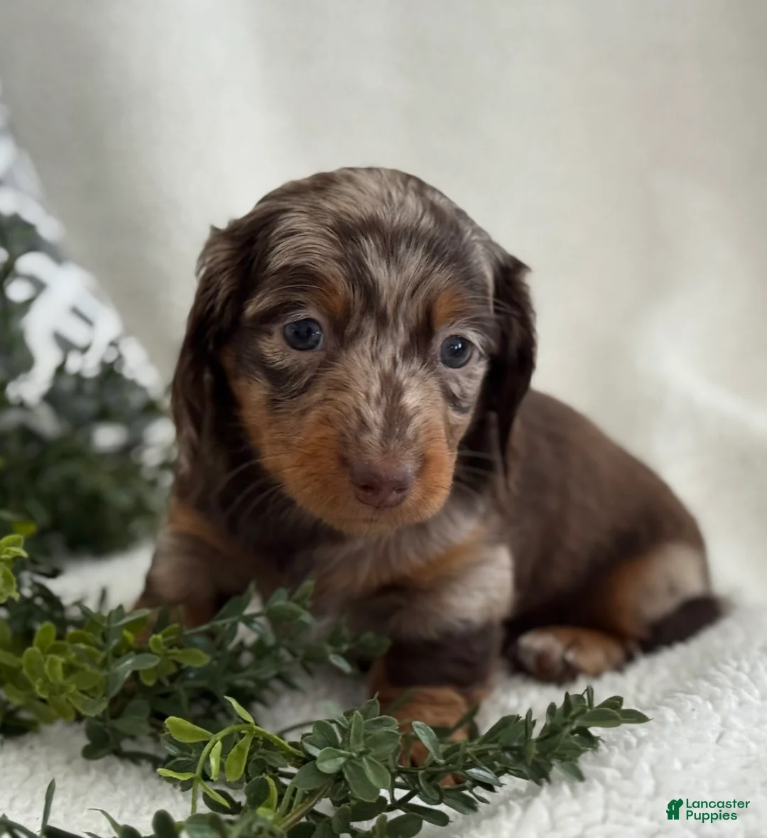 Miniature Dachshund dogs for sale: Tanner - Ad 5
