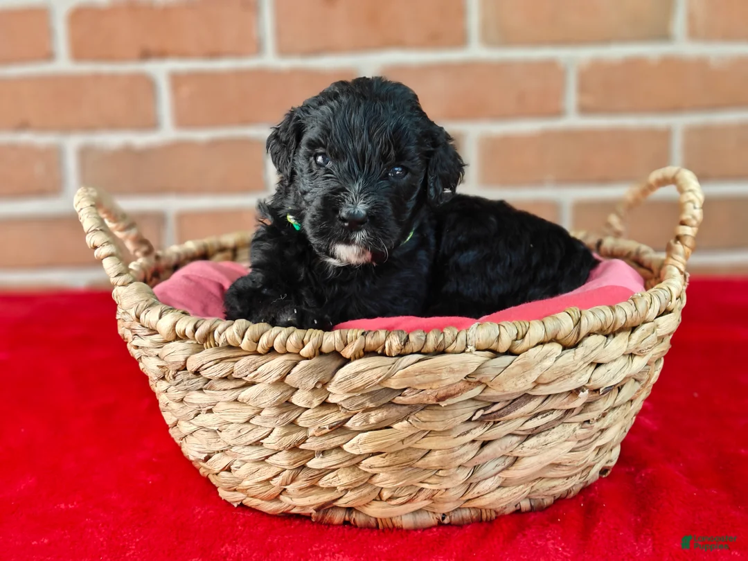 Bernedoodle dogs for sale: Coffey - Ad 2