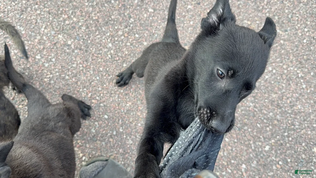 Mixed Breed dogs for sale: Boy 2 - Ad 3