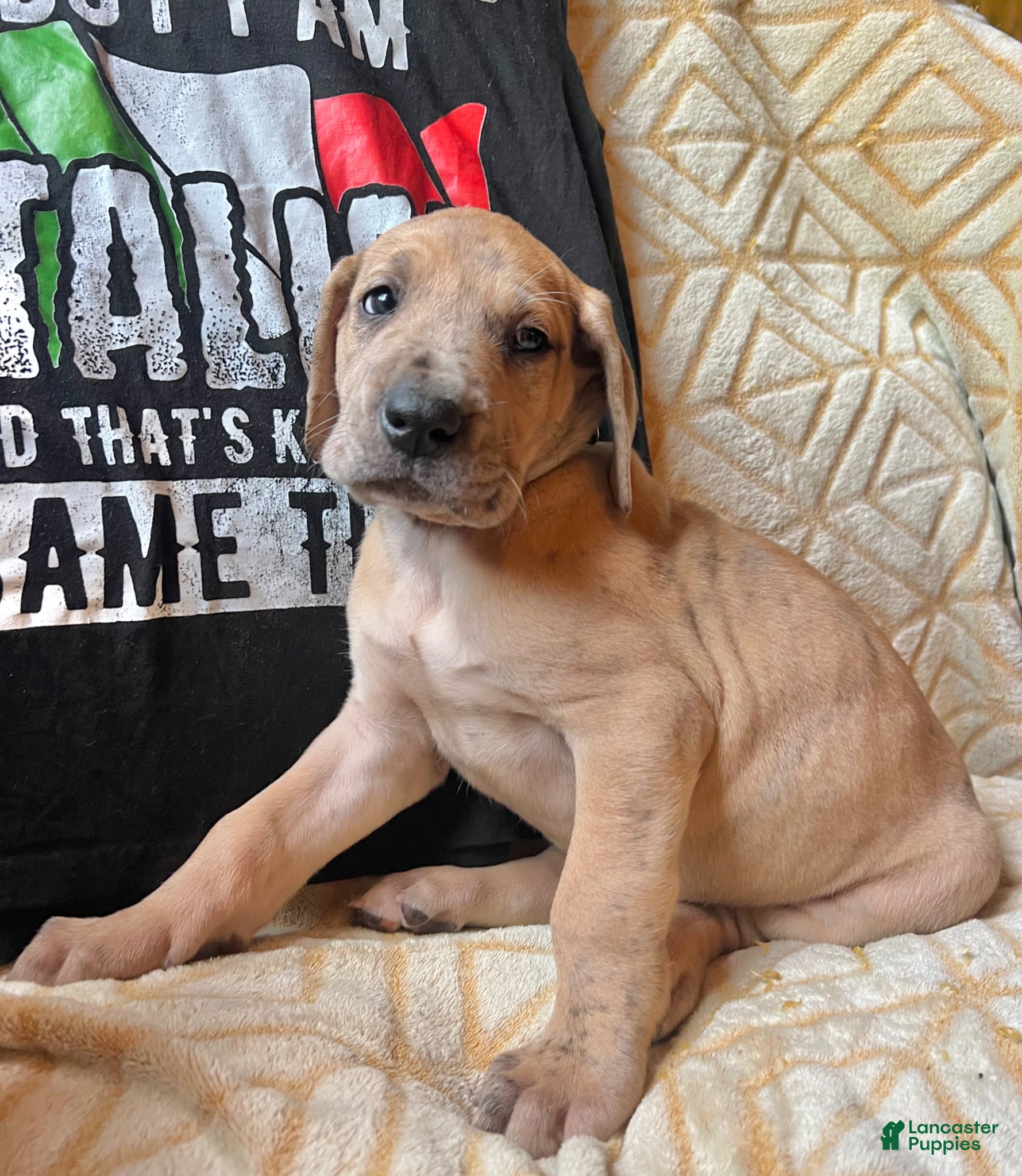 Great Dane dogs Luigi - Ad 2
