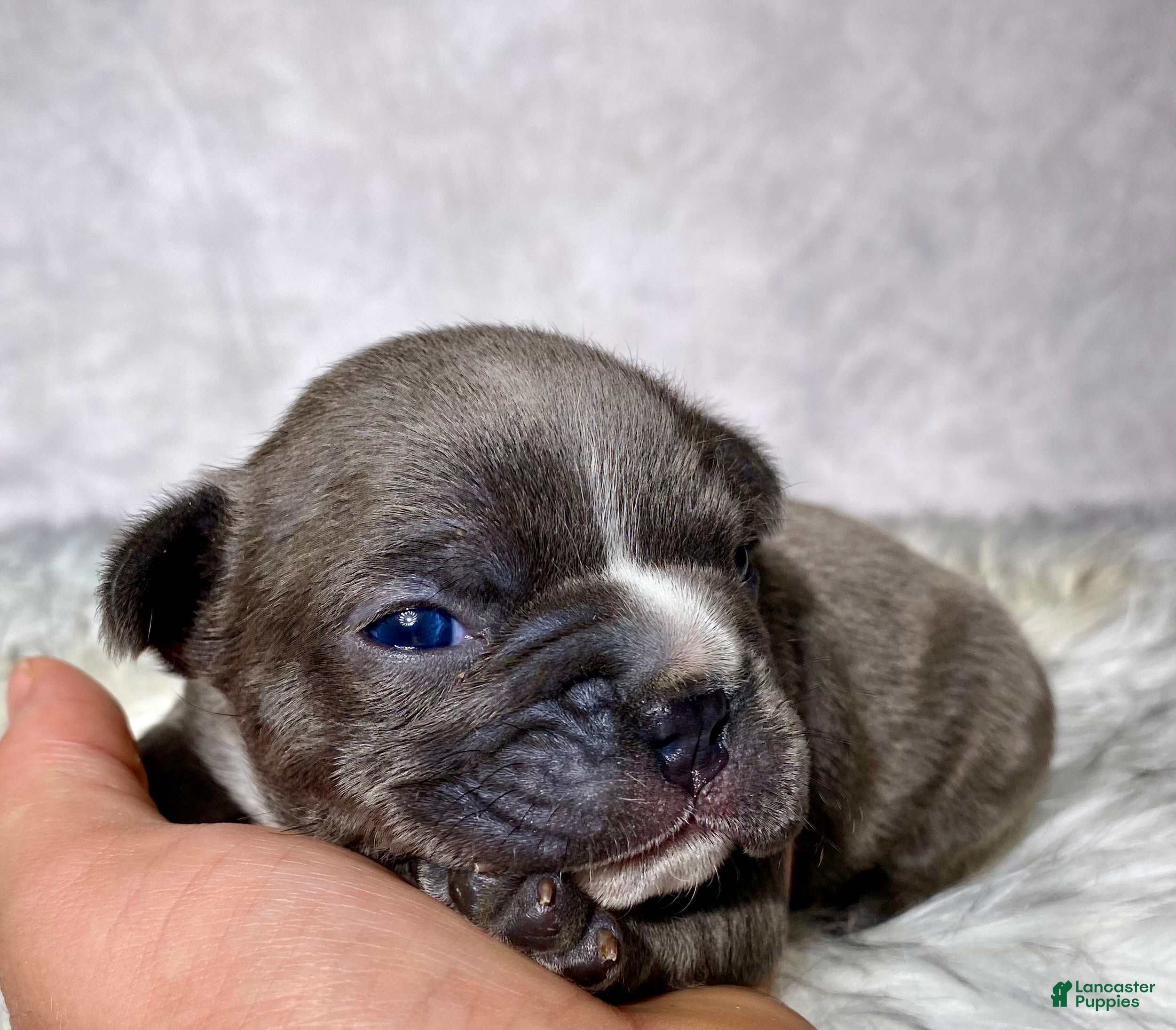 Frenchton dogs Mr. Finn - Ad 1