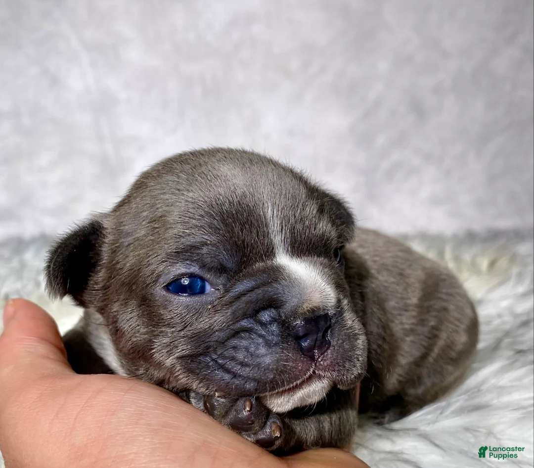 Frenchton dogs for sale: Mr. Finn - Ad 1