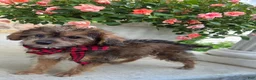 Yorkiepoo dogs for sale: Joey - Ad 2