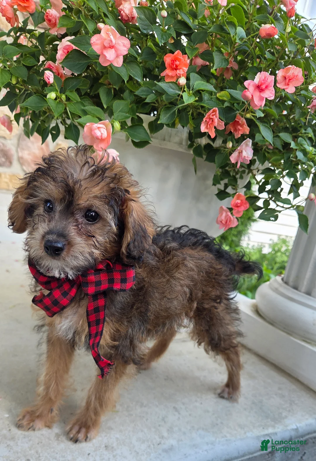 Yorkiepoo dogs for sale: Joey - Ad 2