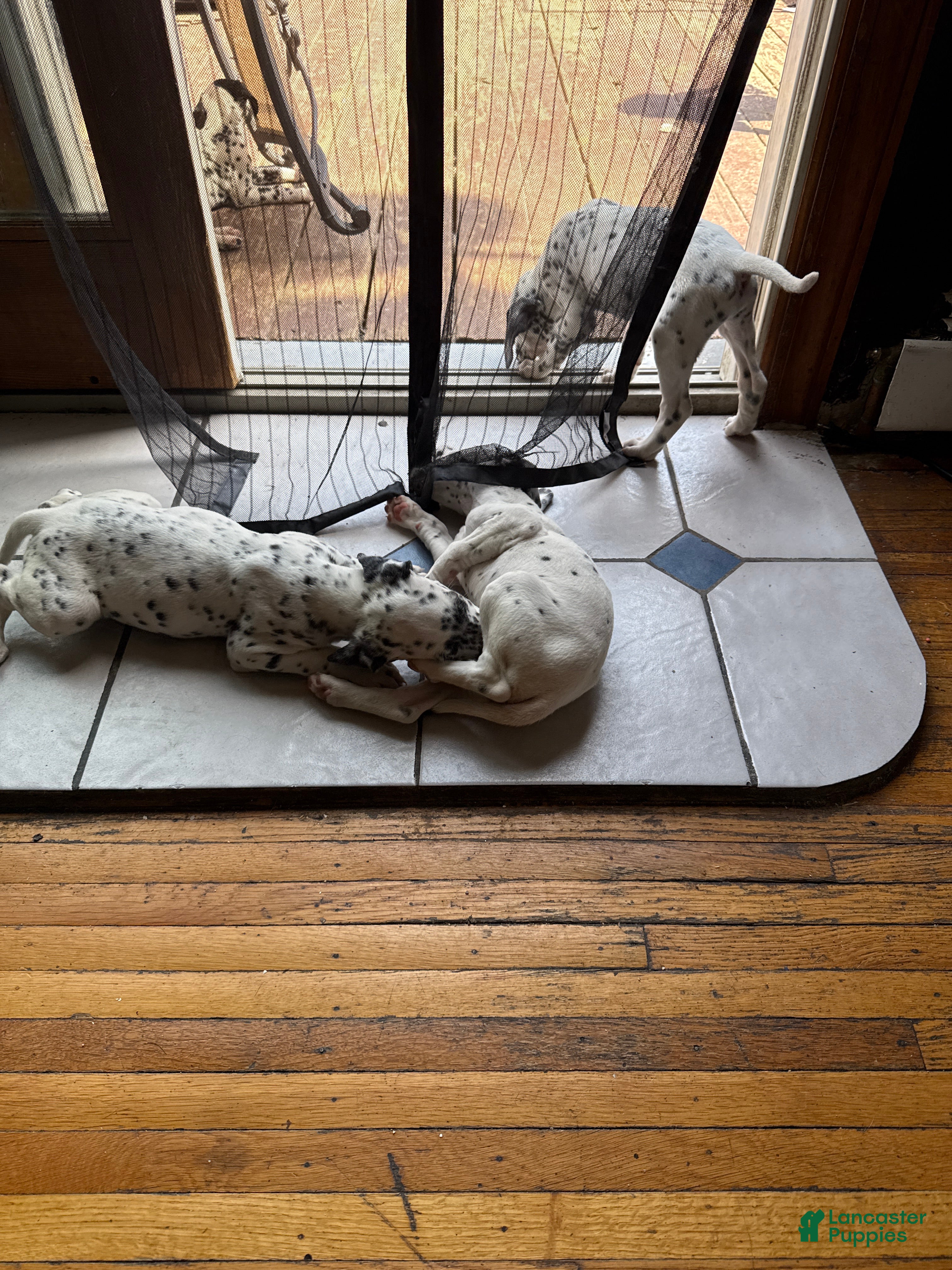 Dalmatian dogs Blanco - Ad 1