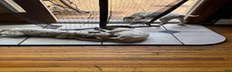 Dalmatian dogs for sale: Blanco - Ad 1