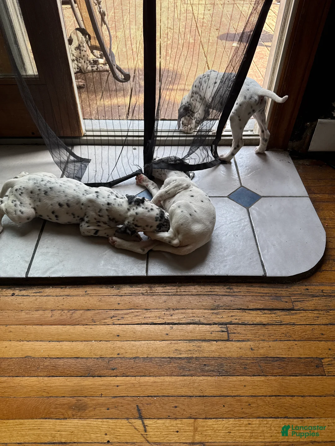 Dalmatian dogs for sale: Blanco - Ad 1