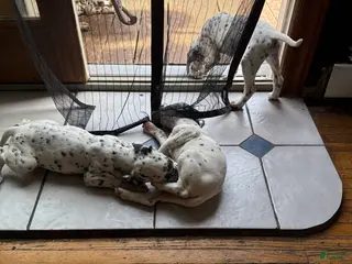 Dalmatian dogs for sale: Blanco - Ad 2
