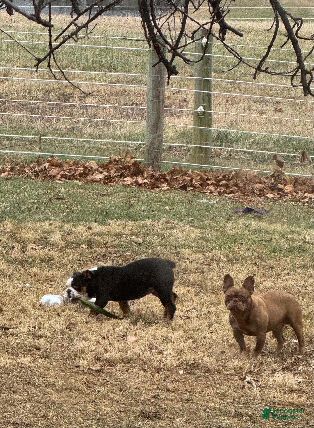 French Bulldog dogs for stud: Odin  - Ad 2