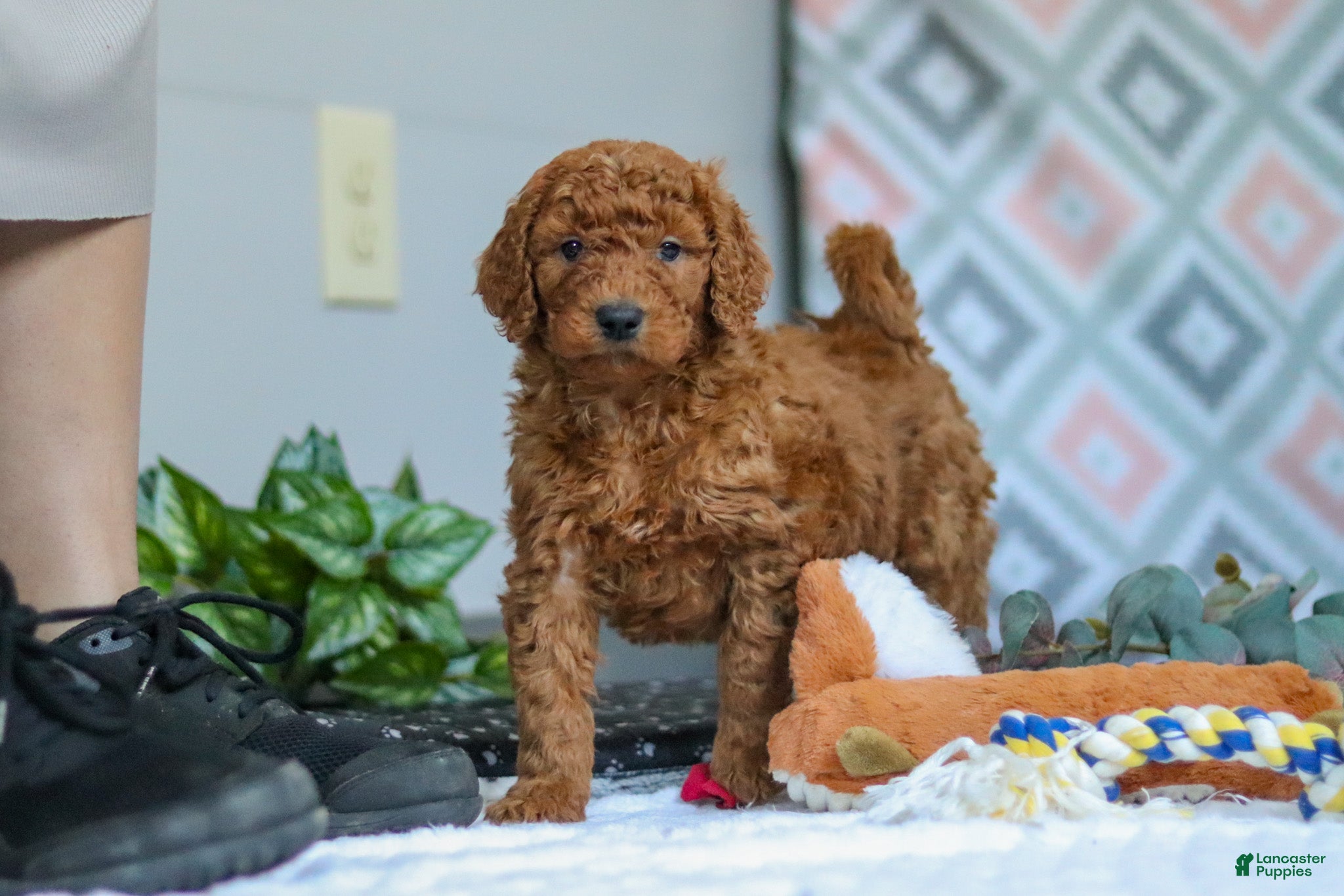 Goldendoodle dogs Snickers - Ad 1