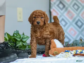 Goldendoodle dogs for sale: Snickers - Ad 1