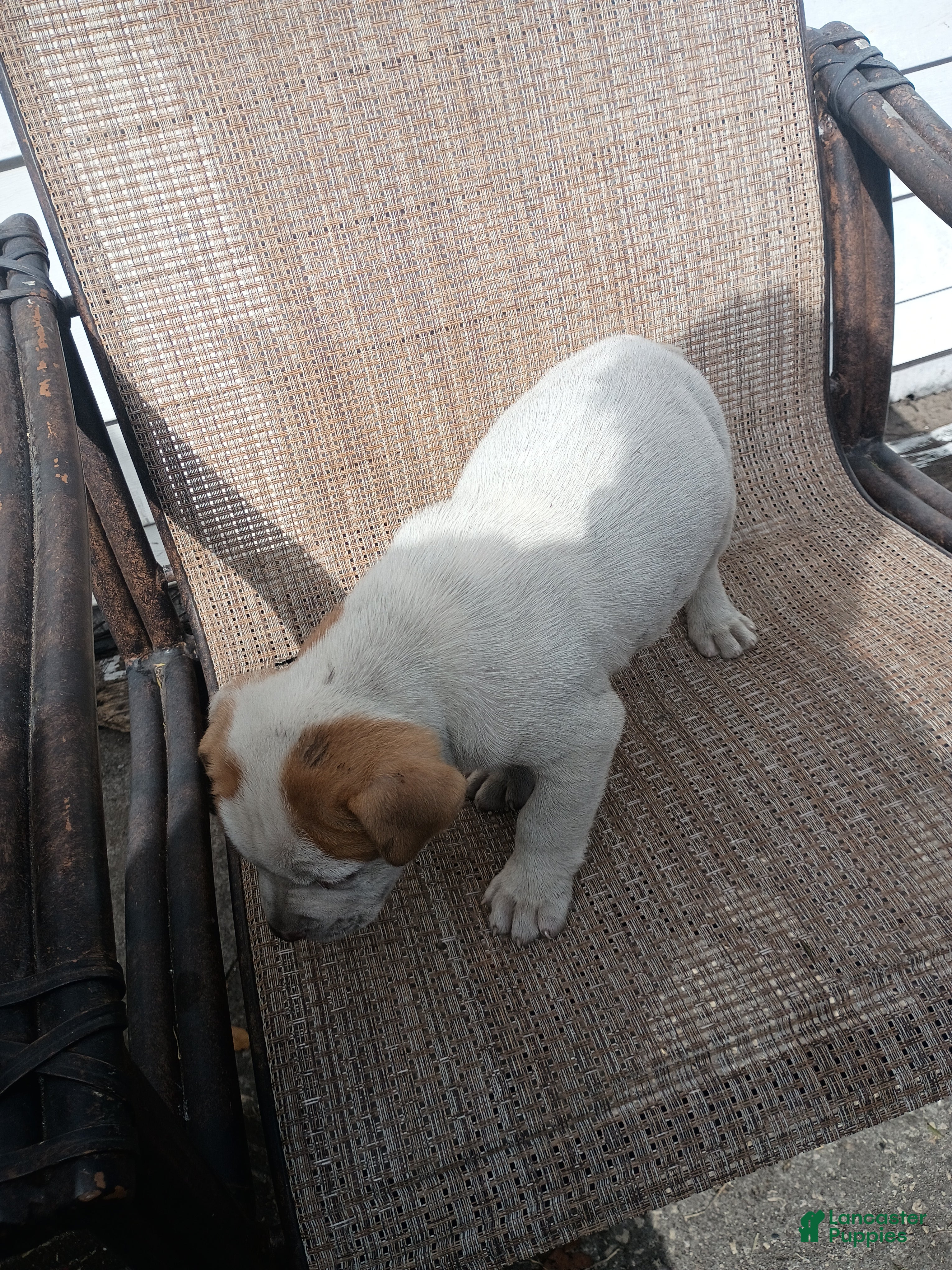 American Pit Bull Terrier dogs American Pit Bull Terrier Puppy 3 - Ad 17