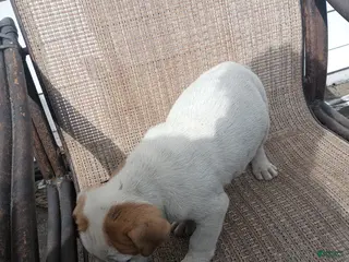 American Pit Bull Terrier dogs American Pit Bull Terrier Puppy 3 - Ad 17