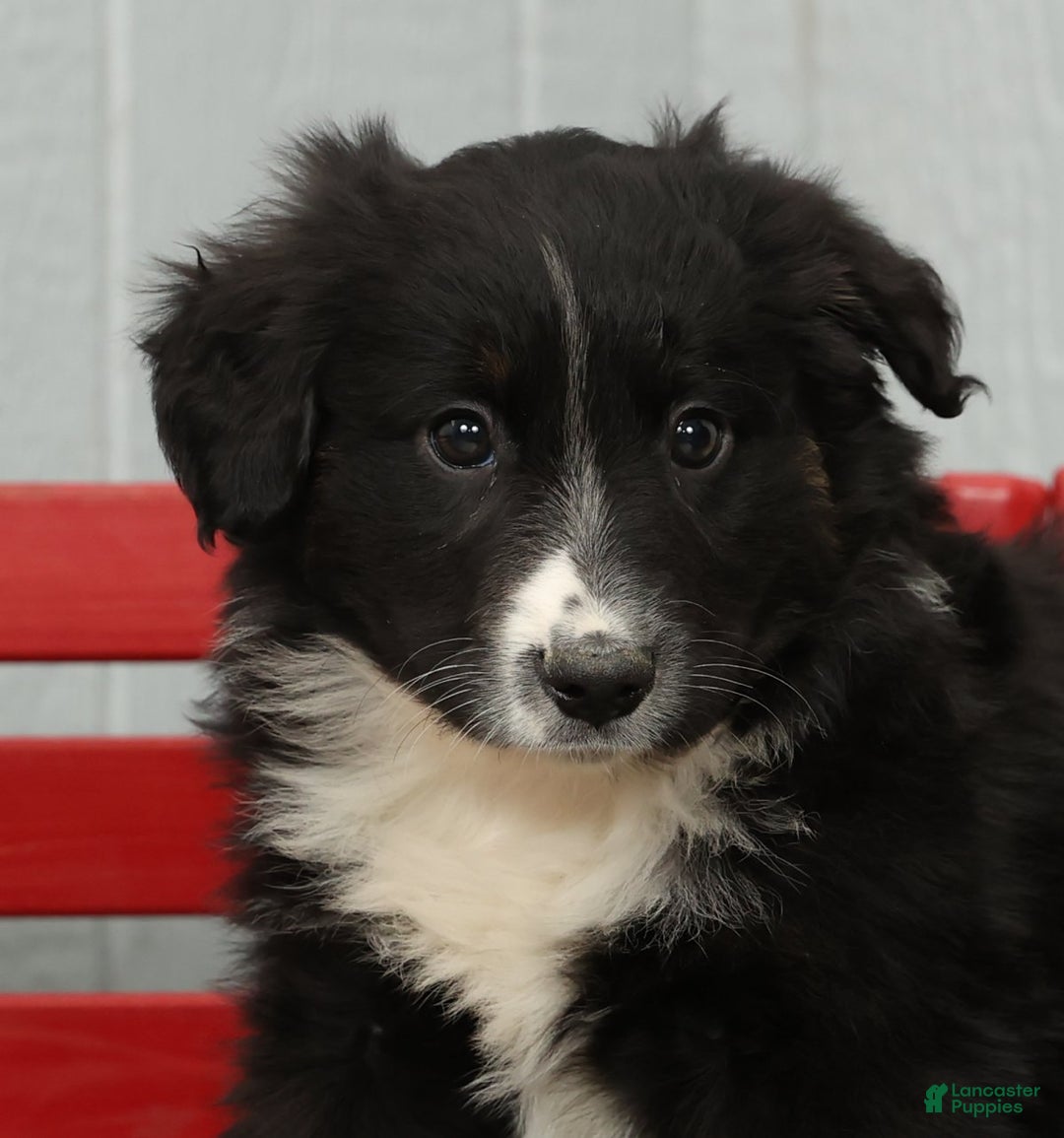 Australian Shepherd dogs for sale: Craig - Ad 4
