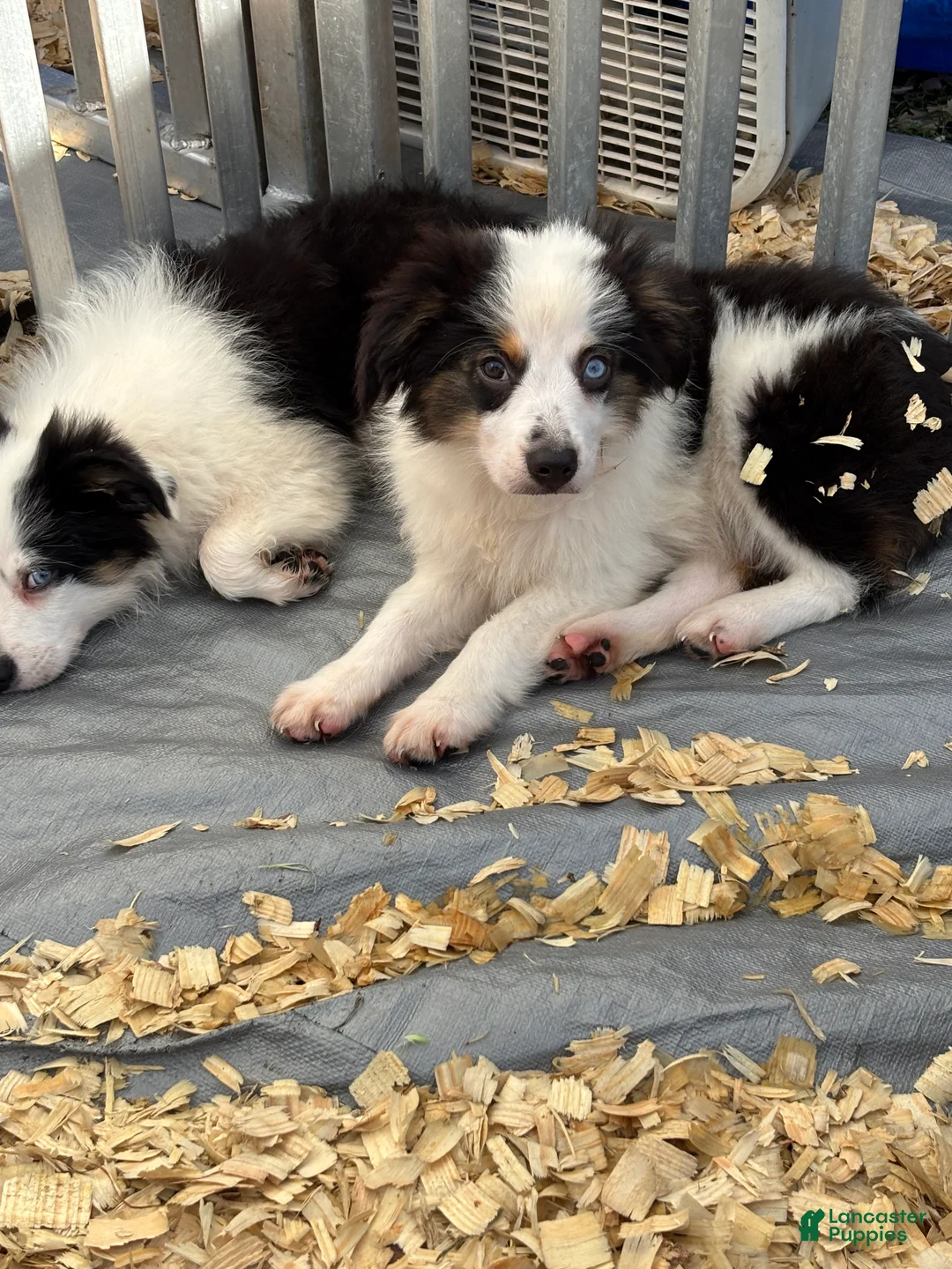 Miniature Australian Shepherd dogs for sale: Bo - Ad 2