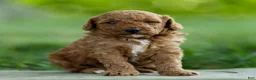 Labradoodle dogs for sale: Hugo Labradoodle  - Ad 4