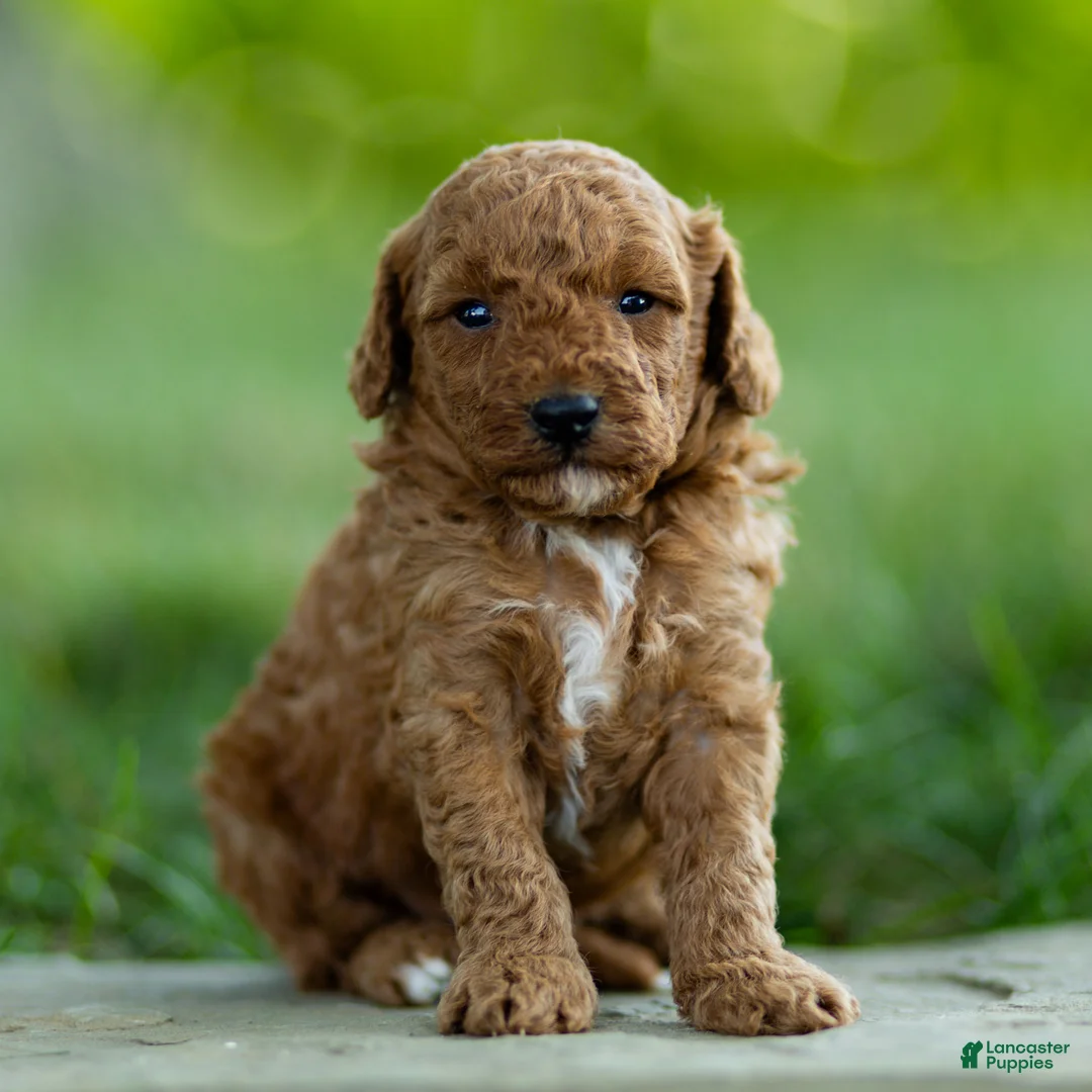 Labradoodle dogs for sale: Hugo Labradoodle  - Ad 4
