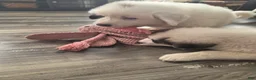 Great Pyrenees dogs for sale: Lily  - Ad 13