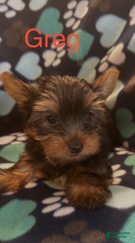 Yorkshire Terrier dogs Greg Male - Ad 2