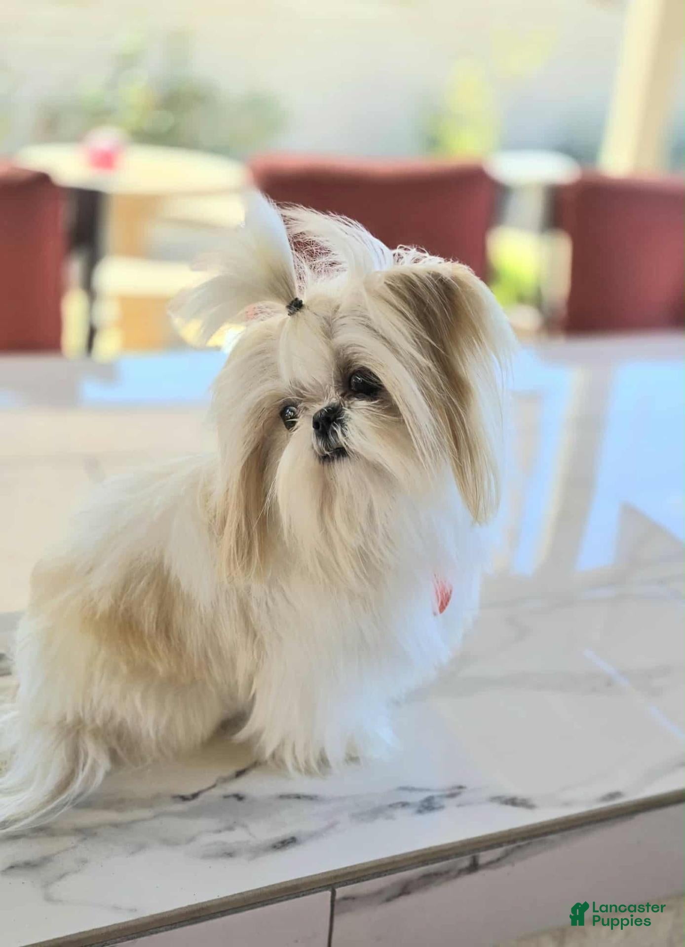 Shih Tzu dogs STUD IMPERIAL  - Ad 2