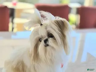 Shih Tzu dogs STUD IMPERIAL - Ad 2