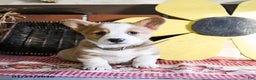 Welsh Corgi Pembroke dogs for sale: Diggy - Ad 1