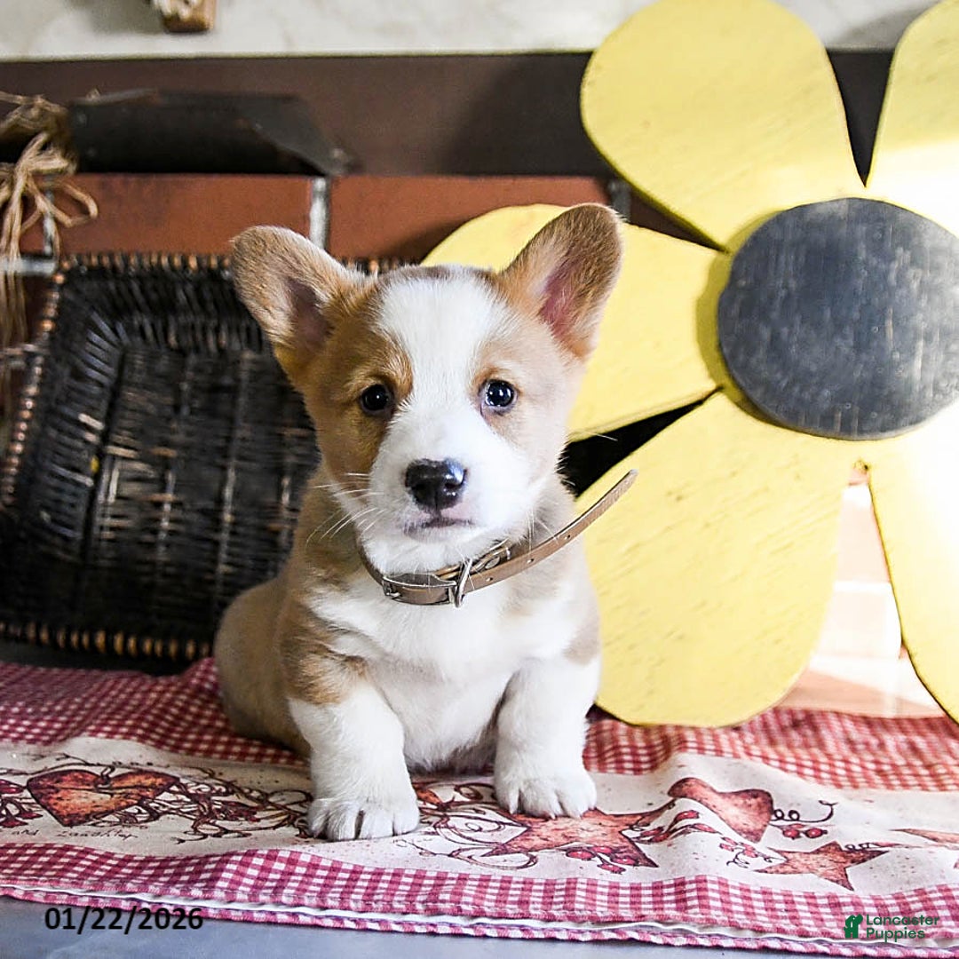 Welsh Corgi Pembroke dogs for sale: Diggy - Ad 1