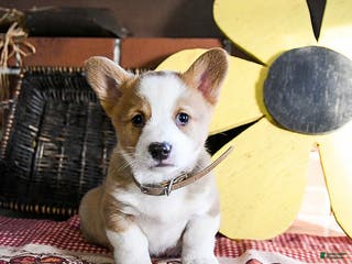 Welsh Corgi Pembroke dogs Diggy - Ad 6