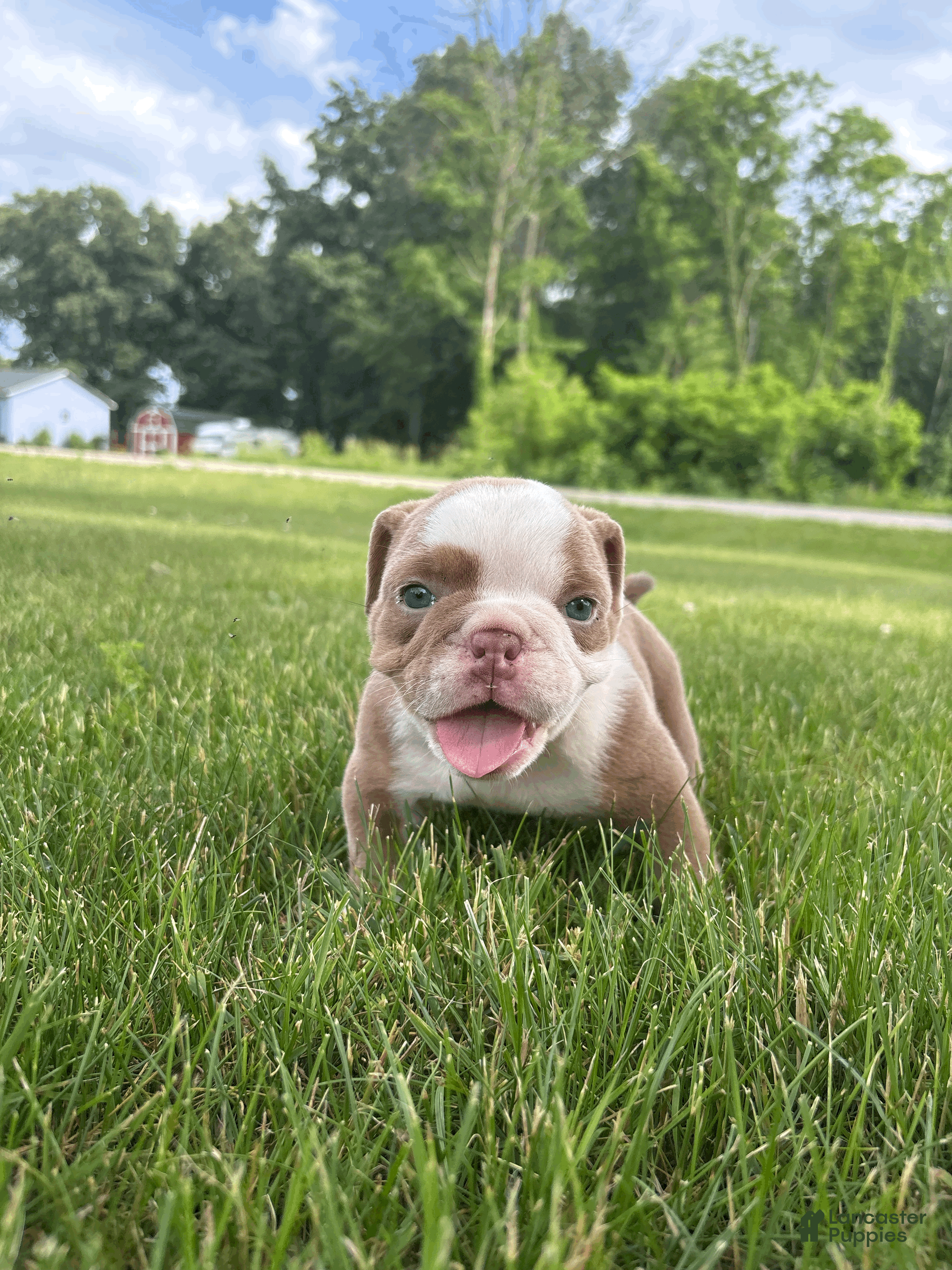 Mixed Breed dogs Lucy - Ad 1